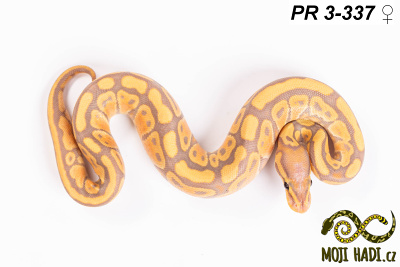 hadi na prodej, mládě, český chov hadů, odchov hadů, mojihadi.cz, Python regius, ballpython, krajta královská, banana, het Clown